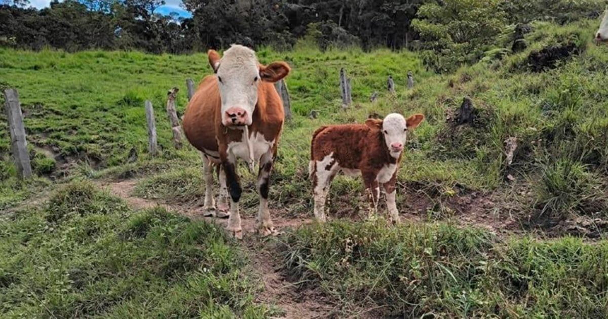 Proyecto de inseminación artificial supera los mil terneros nacidos en Amazonas