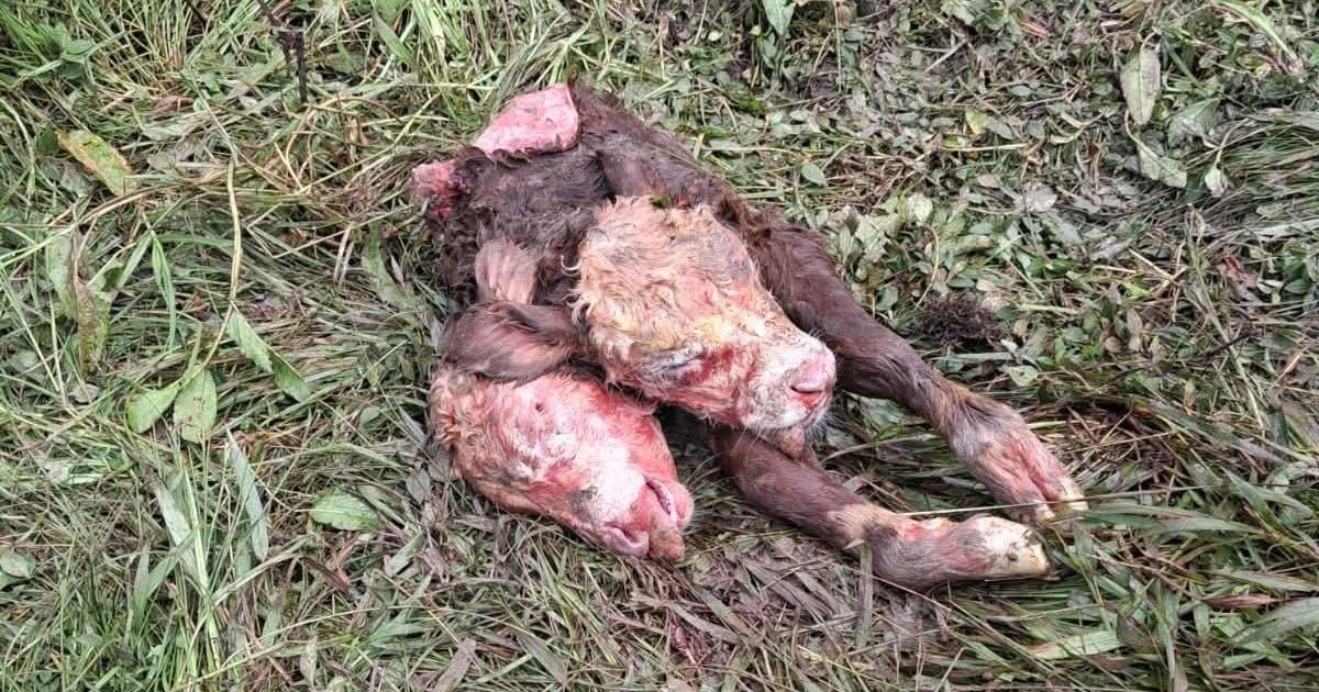 Nace becerro con dos cabezas en la provincia de Utcubamba