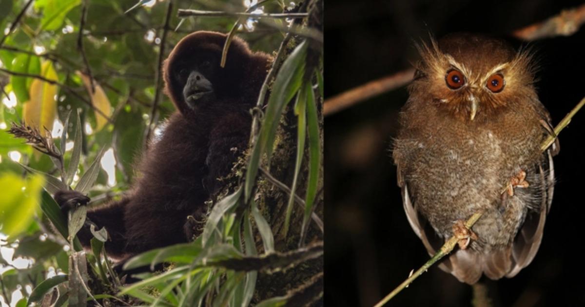 Perú crea el Bosque de Protección Tijae–Río Nieva en Amazonas