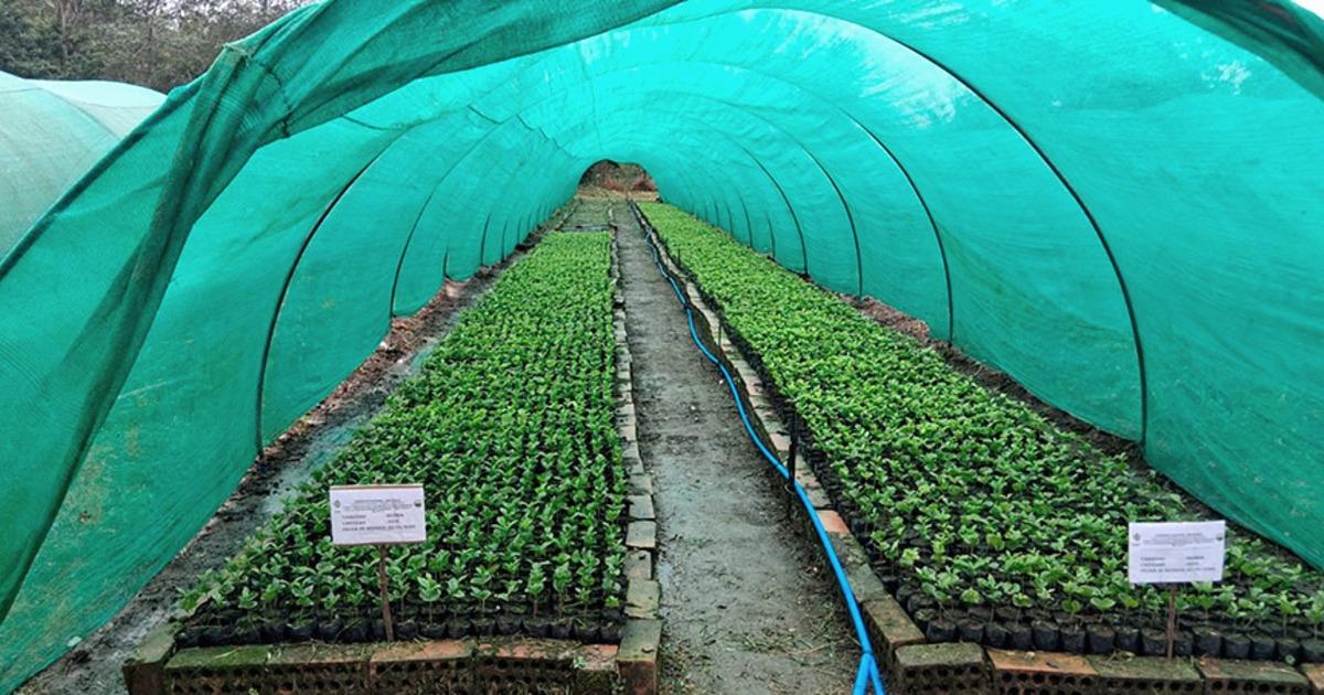 Producen 60 mil plantones de café de las variedades Geisha y Marshell en Bongará