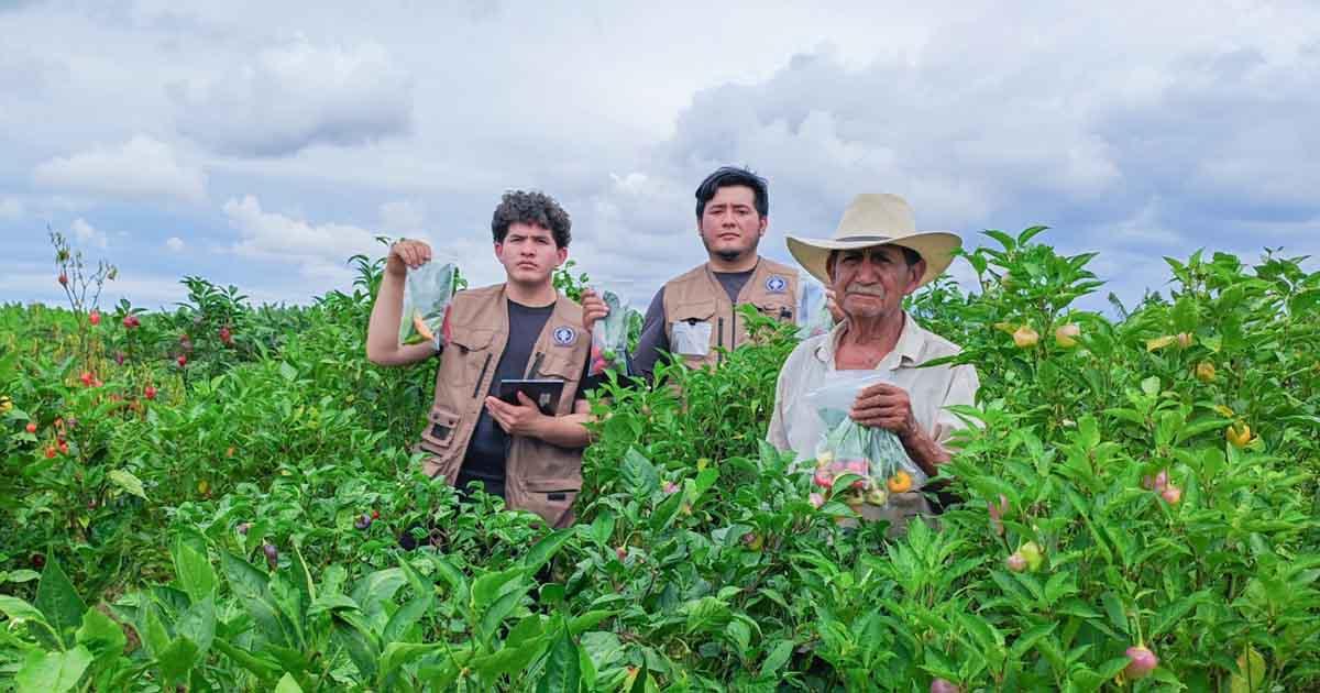 UNTRM preserva ajíes nativos del norte